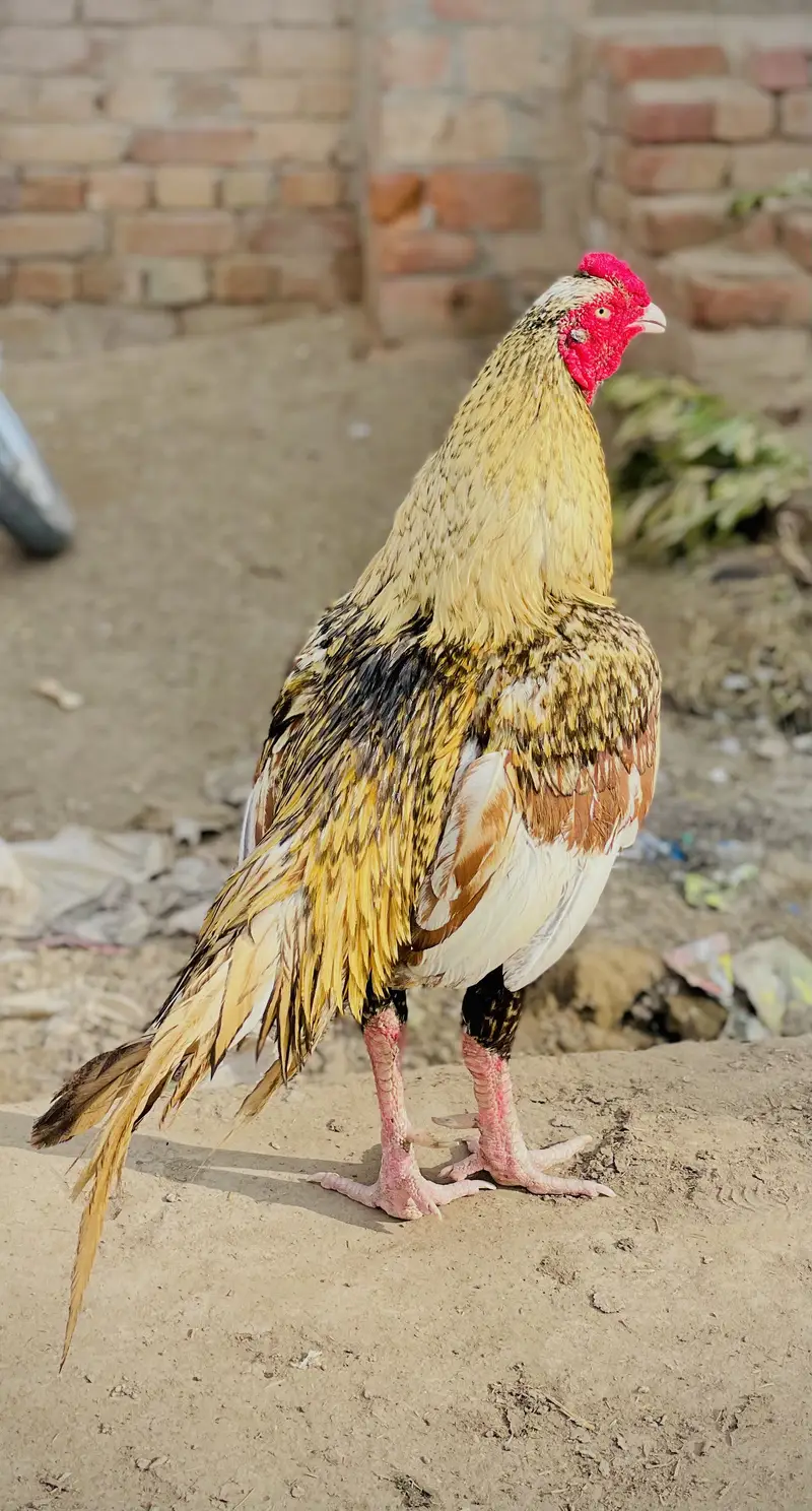 Aseel murga — photo 2