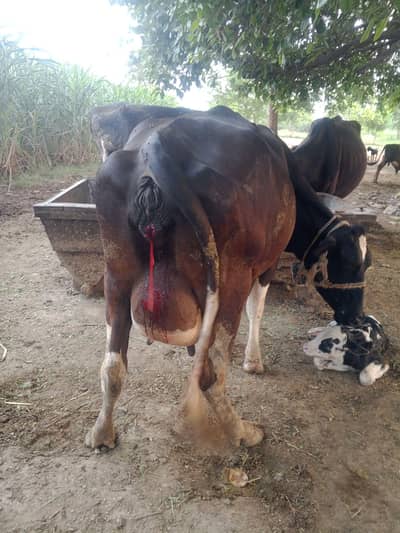 cow  for sale