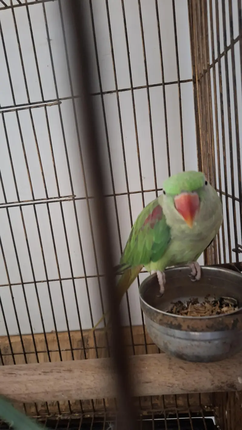 Raw confirmed breeder pair available — photo 2