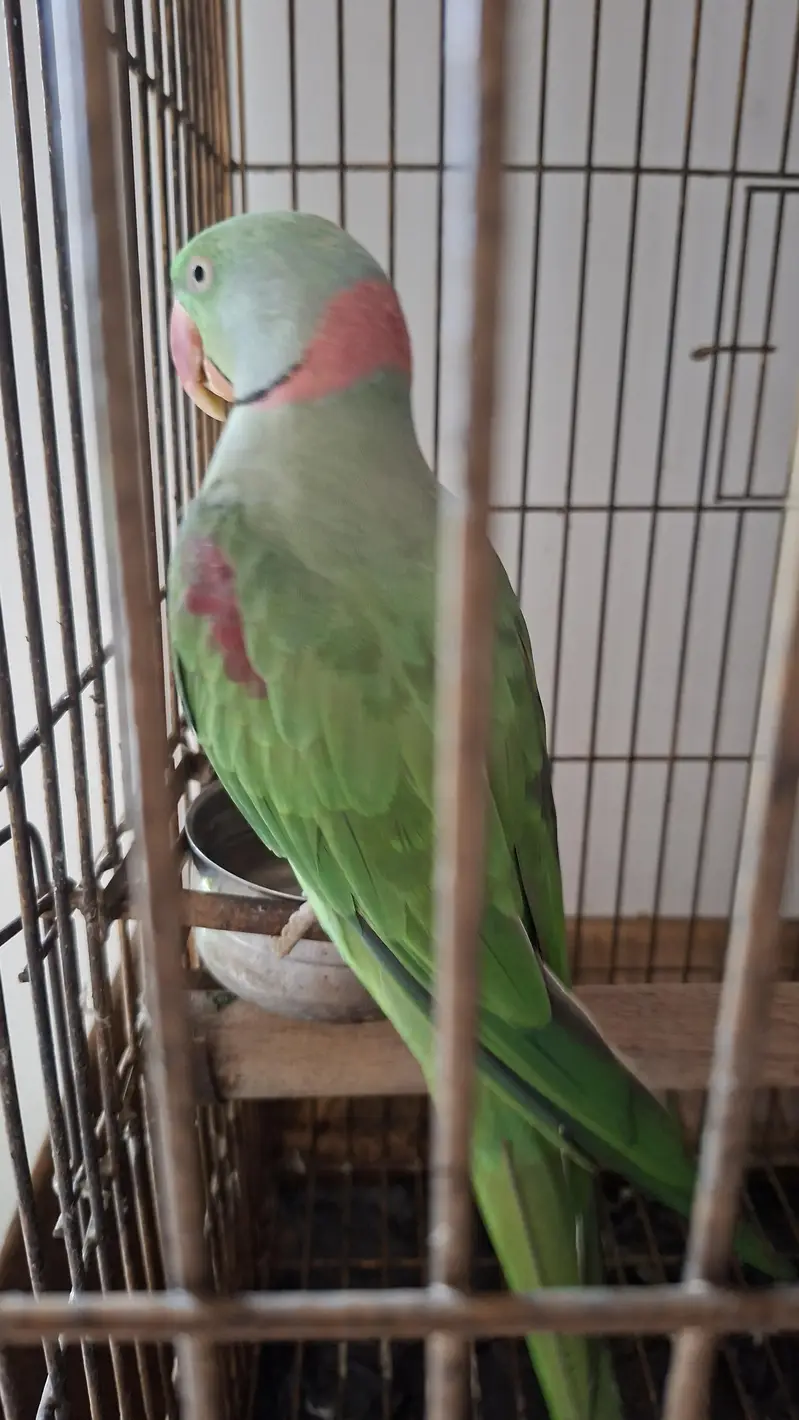 Raw confirmed breeder pair available — photo 3