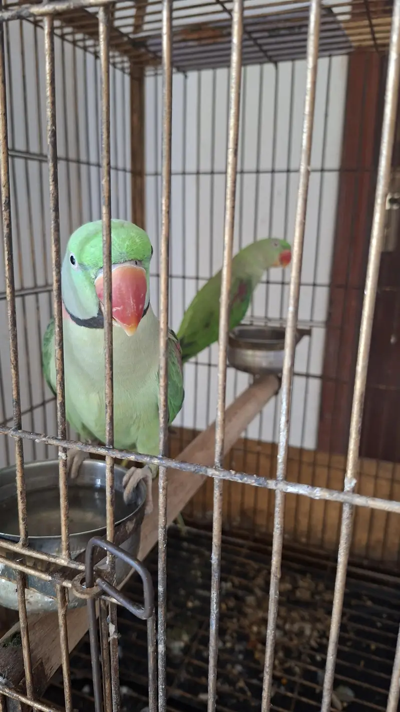 Raw confirmed breeder pair available — photo 4