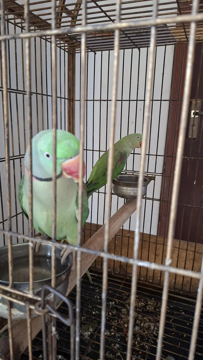 Raw confirmed breeder pair available — photo 5