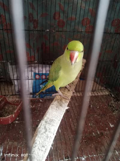 parrot 