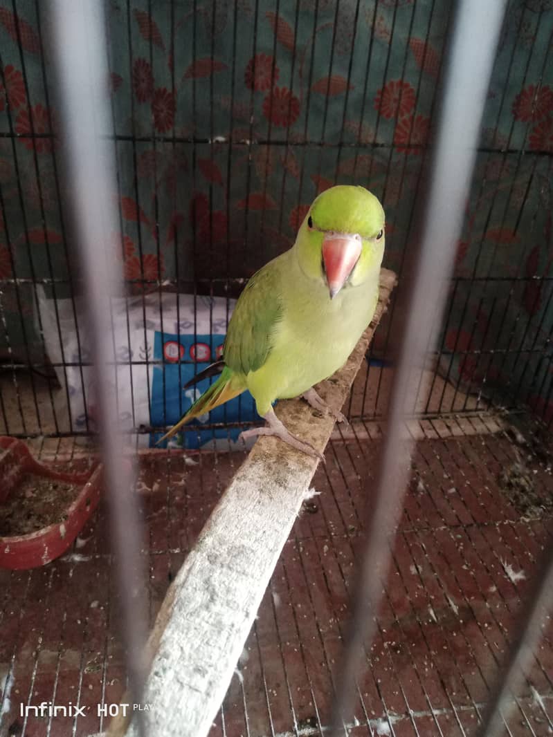 parrot  0