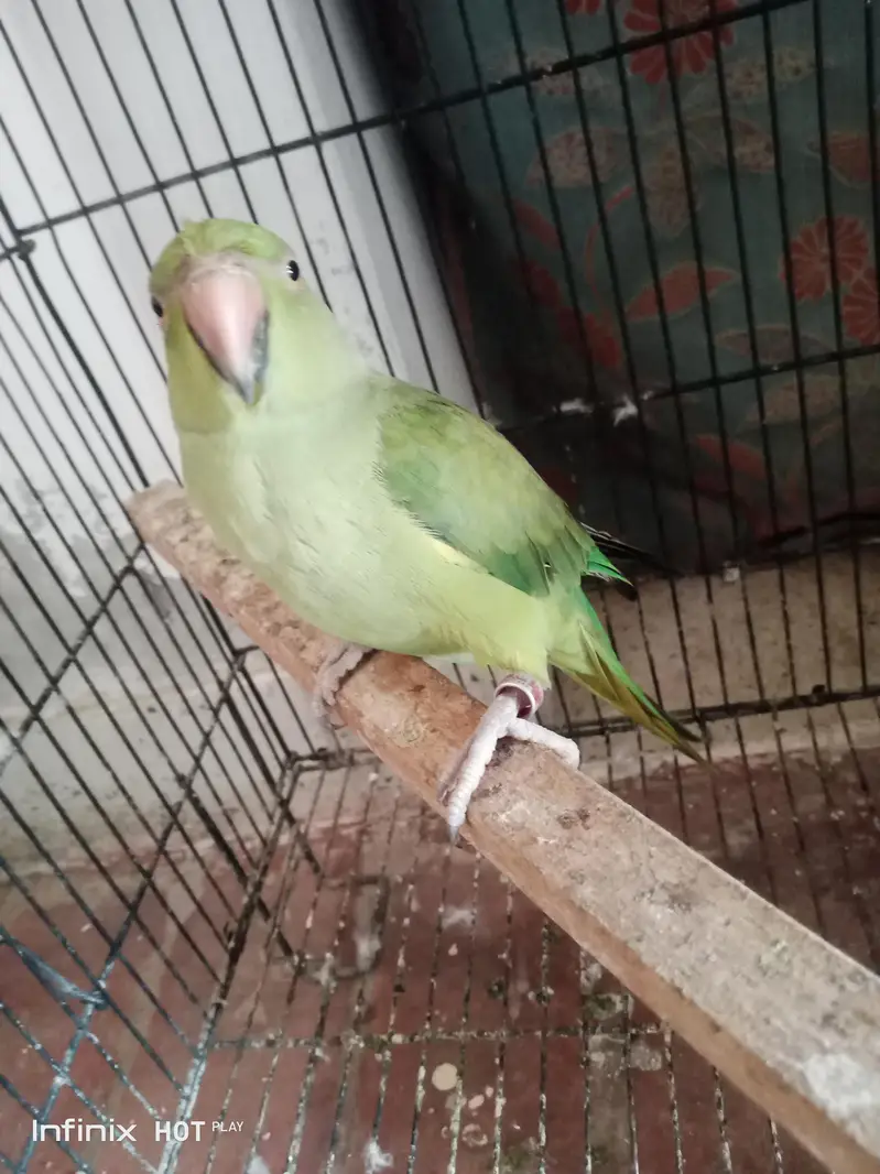 parrot  — photo 2