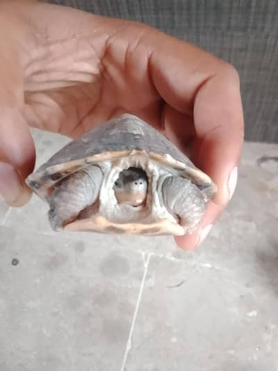 Baby Turtle Malaysian