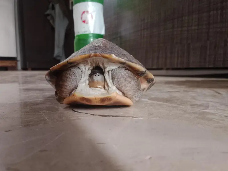 Baby Turtle Malaysian — photo 2