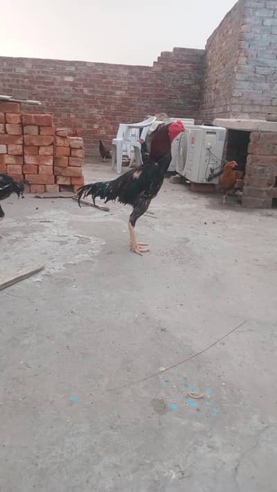 Birmi and sindhi cros