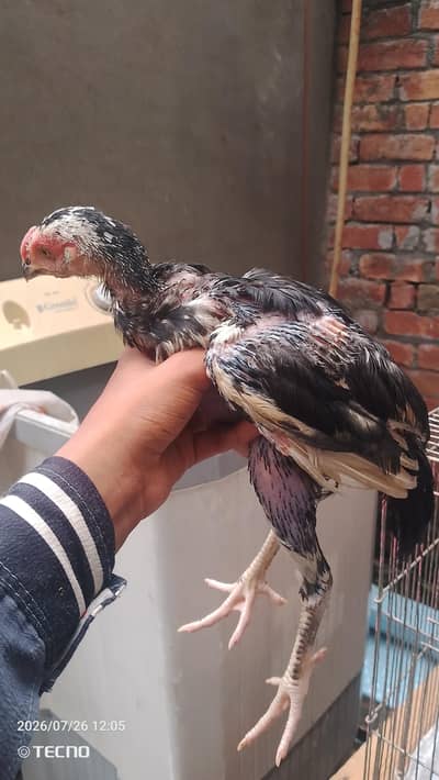 strong and healthy chicks for sale