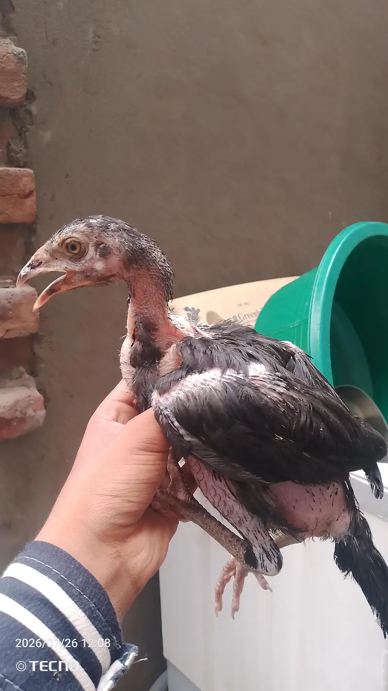 strong and healthy chicks for sale — photo 3