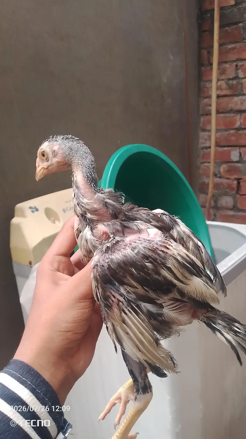 strong and healthy chicks for sale — photo 4