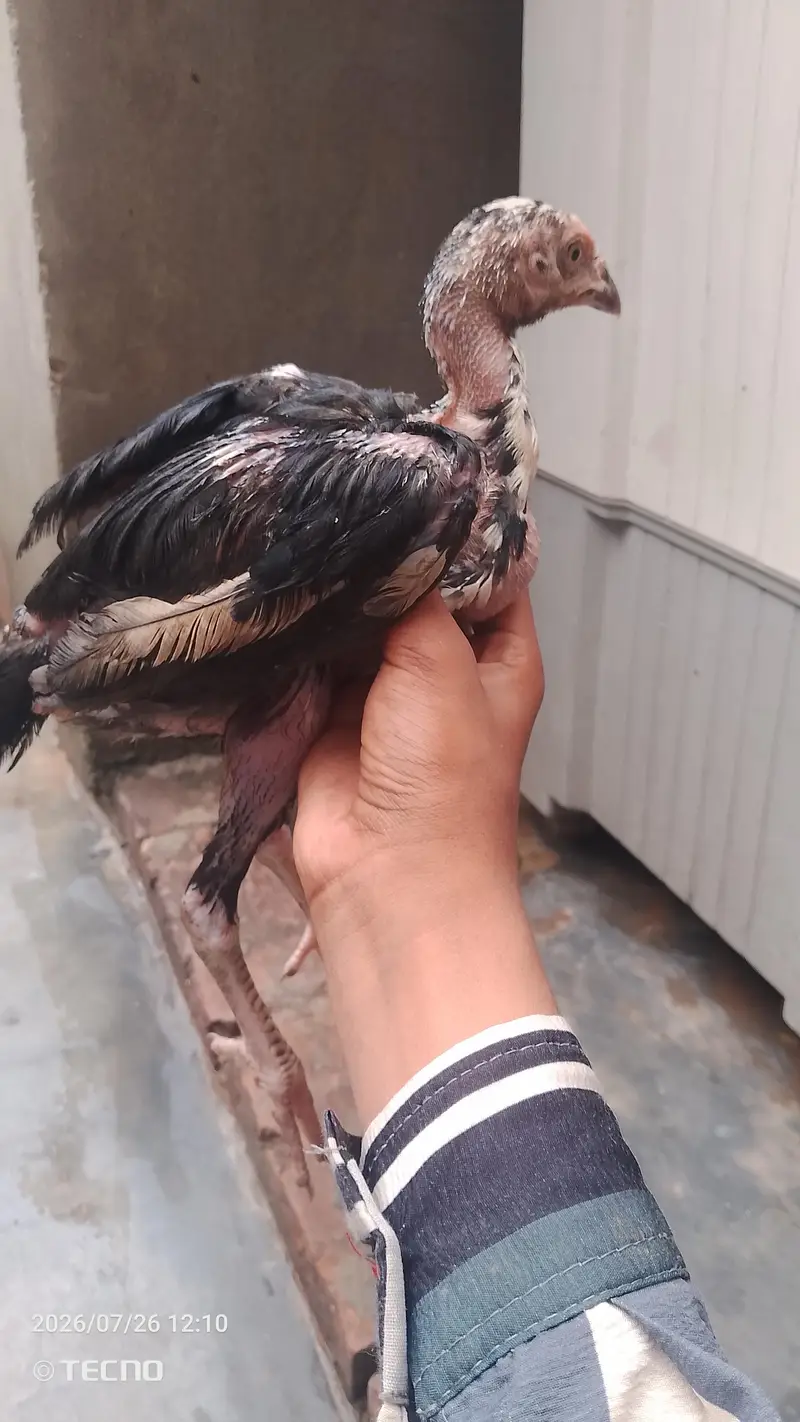 strong and healthy chicks for sale — photo 7