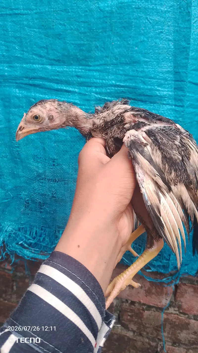 strong and healthy chicks for sale — photo 8