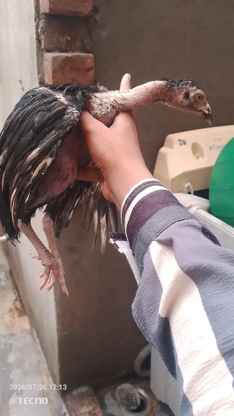 strong and healthy chicks for sale — photo 11
