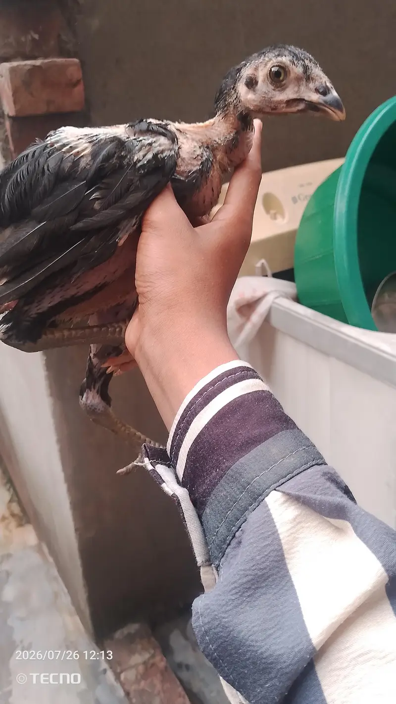 strong and healthy chicks for sale — photo 12
