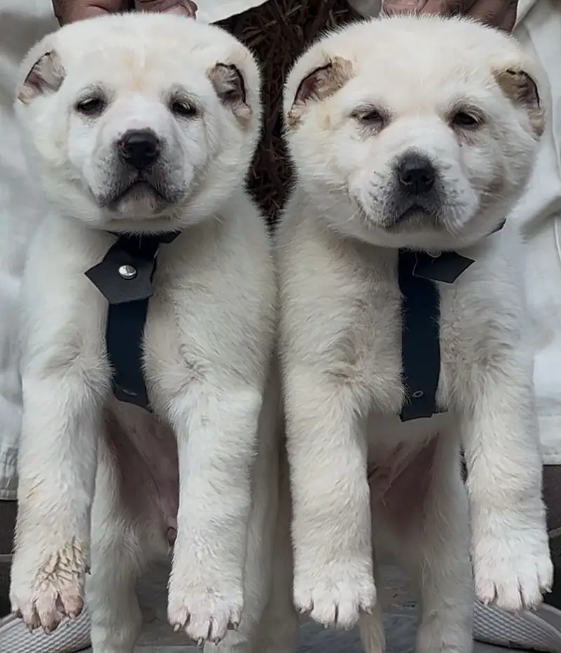 Alabai Pair / security Dog / Afghan Kochi / King kurdish kangal pair — photo 5