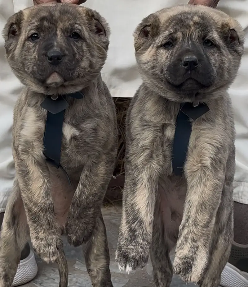 Alabai Pair / security Dog / Afghan Kochi / King kurdish kangal pair — photo 6