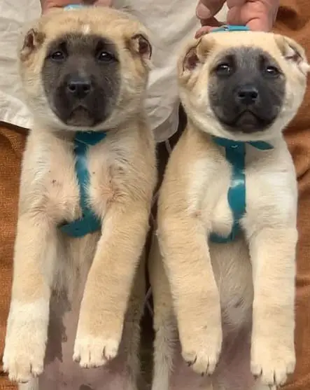 Alabai Pair / security Dog / Afghan Kochi / King kurdish kangal pair — photo 10