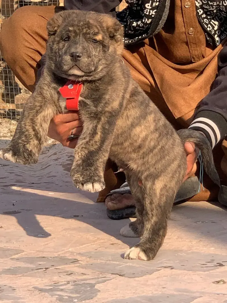 Alabai Pair / security Dog / Afghan Kochi / King kurdish kangal pair — photo 11