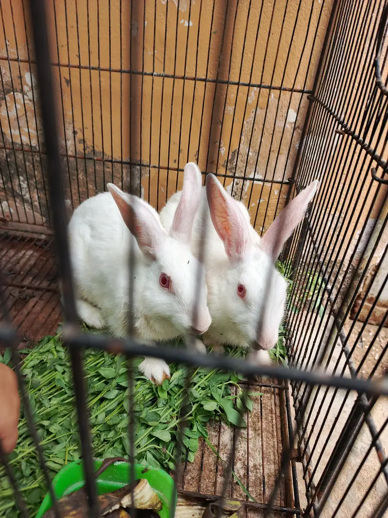 Rabbit for sale — photo 2