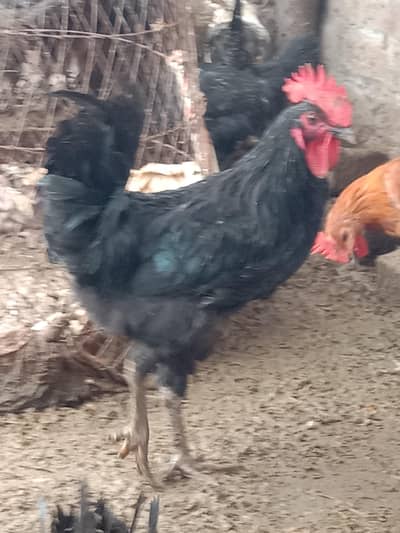 03016041234 watasapp pr rabta kren. . only male for sale