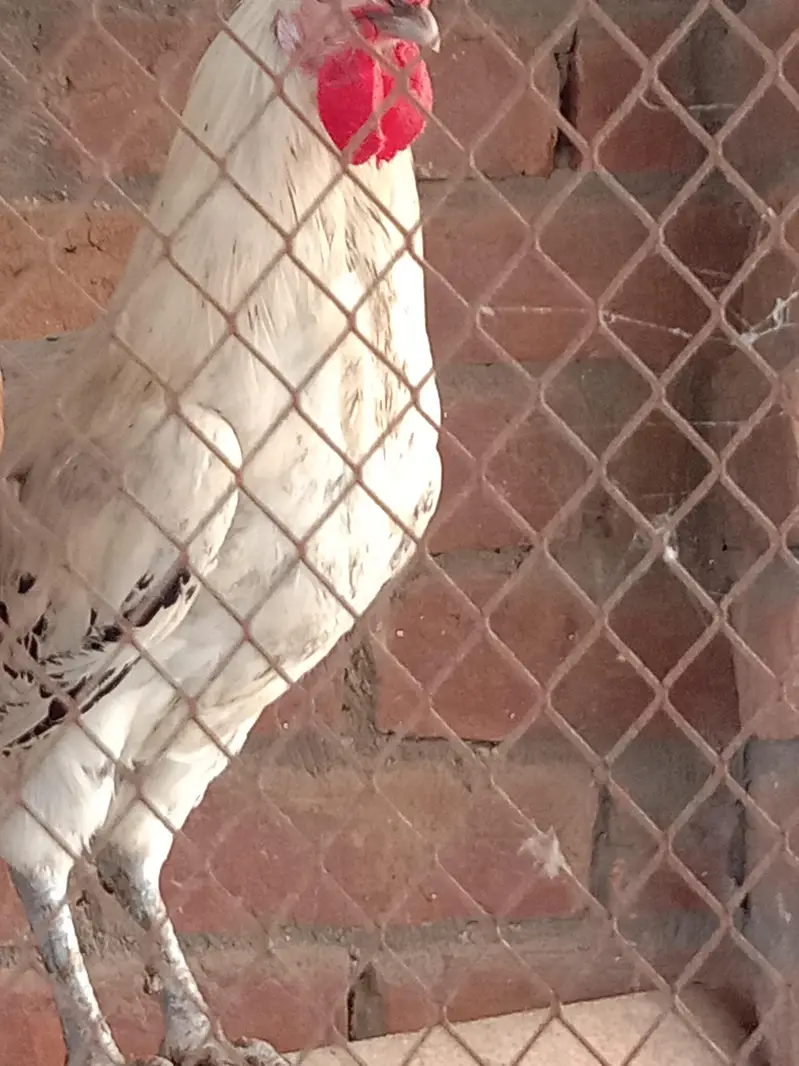 03016041234 watasapp pr rabta kren. . only male for sale — photo 2