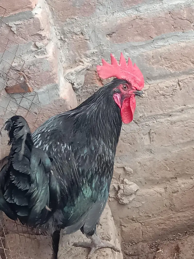 03016041234 watasapp pr rabta kren. . only male for sale — photo 3