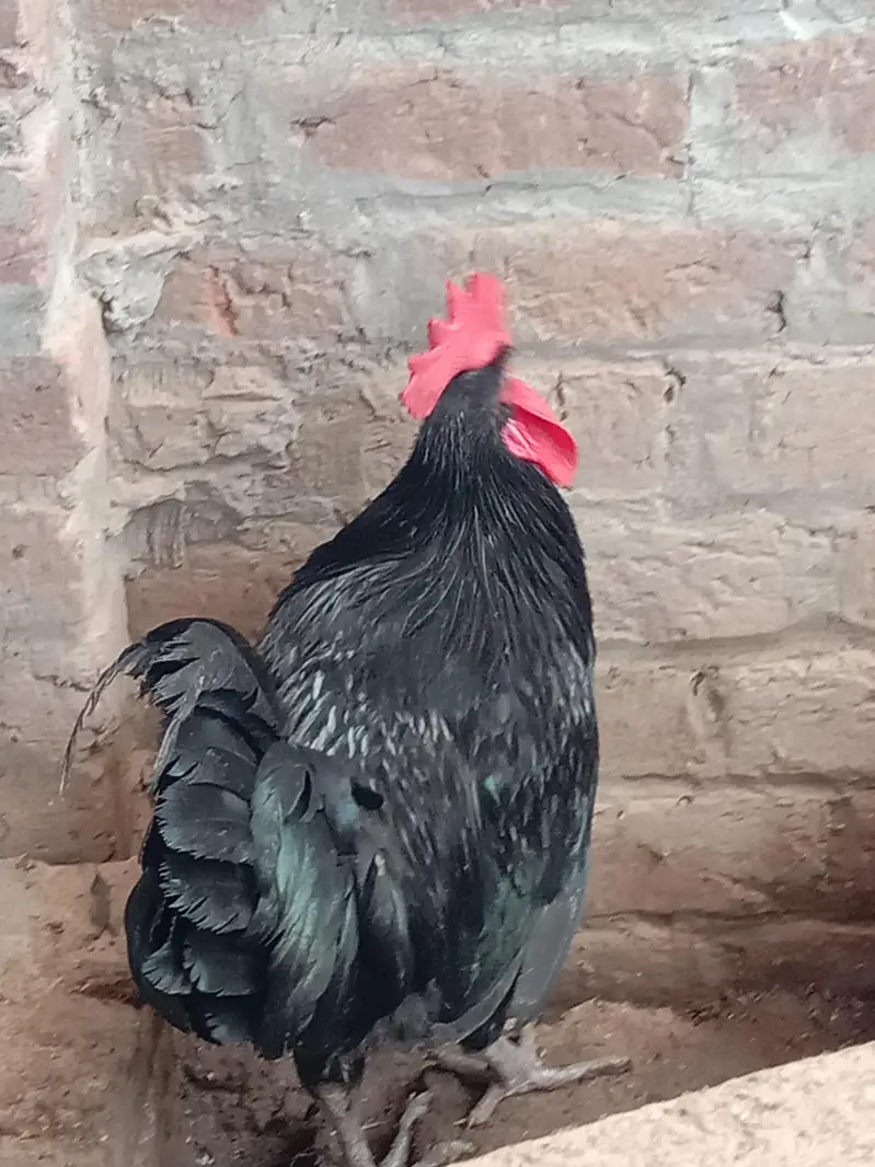 03016041234 watasapp pr rabta kren. . only male for sale — photo 4