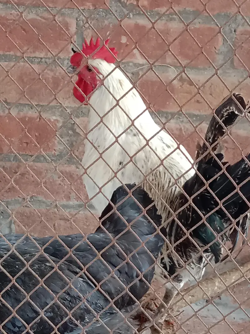03016041234 watasapp pr rabta kren. . only male for sale — photo 5