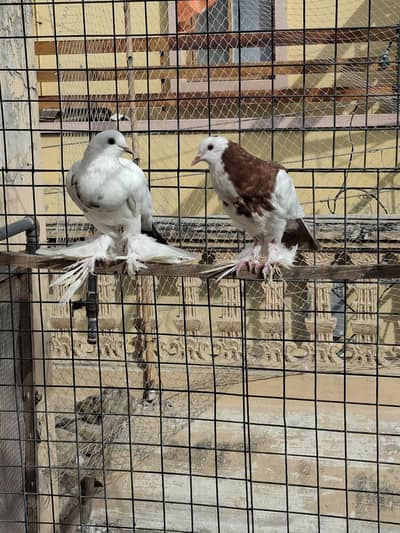 pouter pegions