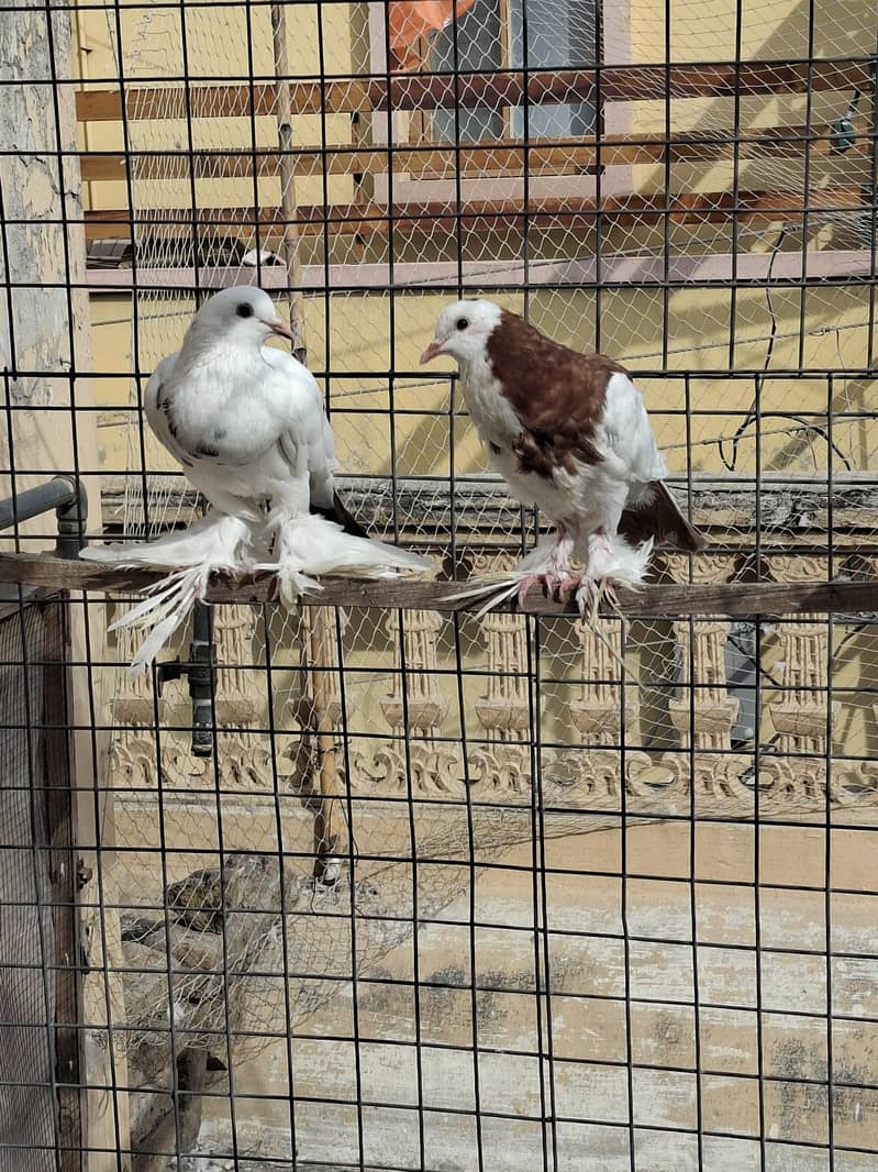 pouter pegions 0