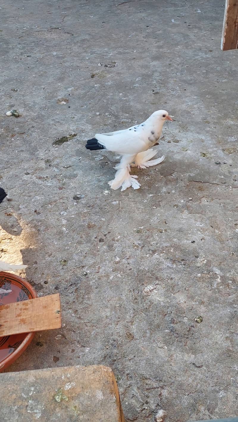 pouter pegions 1