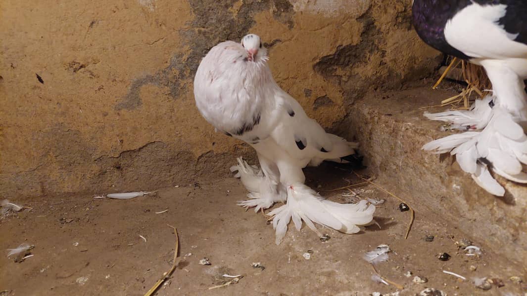 pouter pegions 2