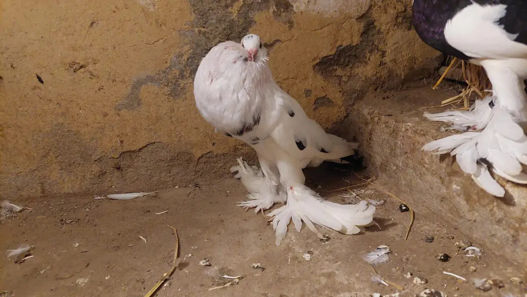 pouter pegions — photo 3