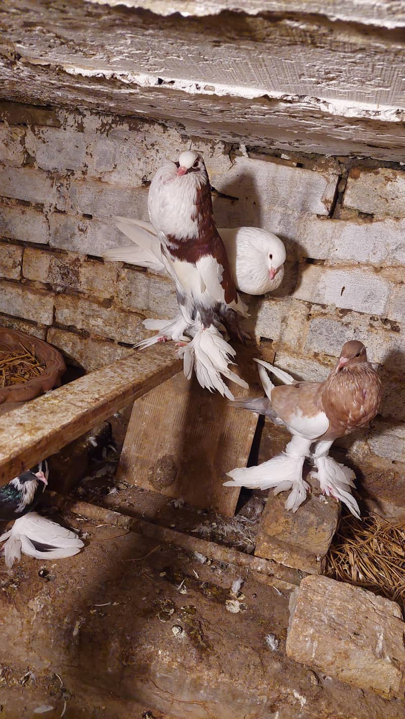 pouter pegions 3
