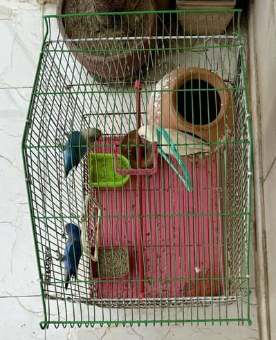 Lovebirds for sale
