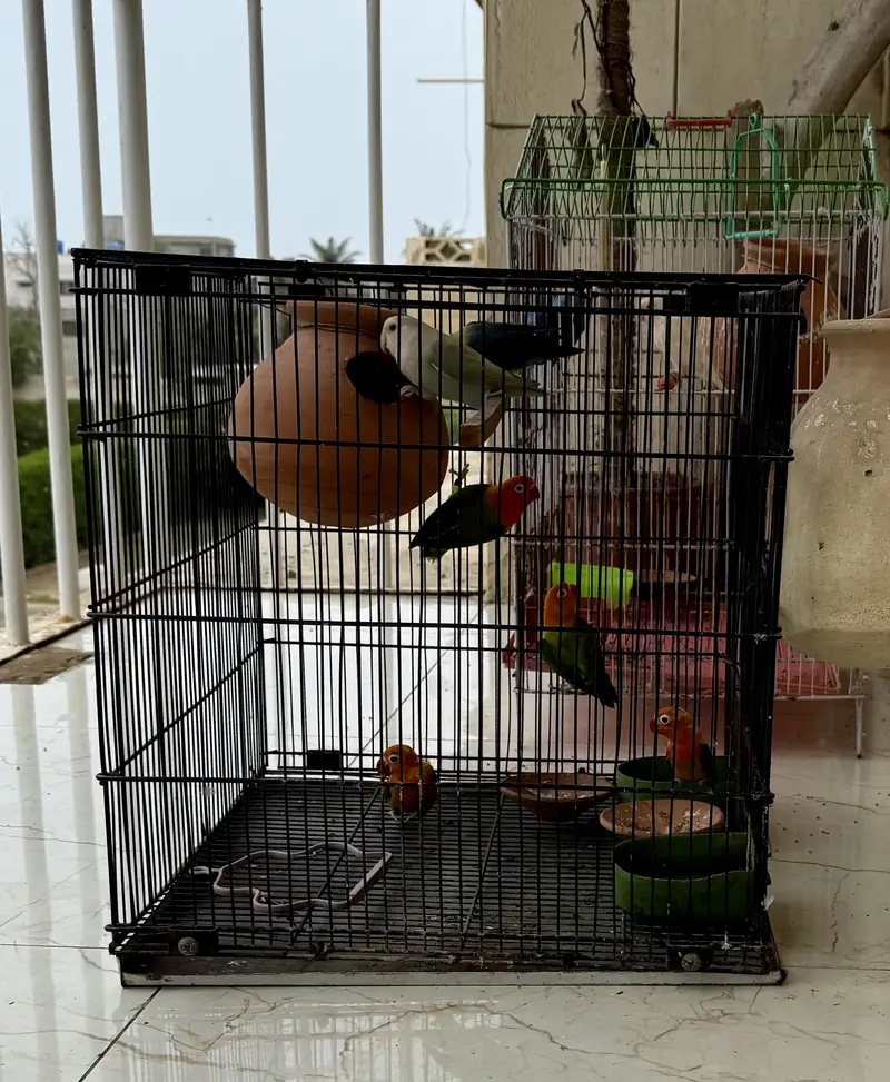Lovebirds for sale — photo 2