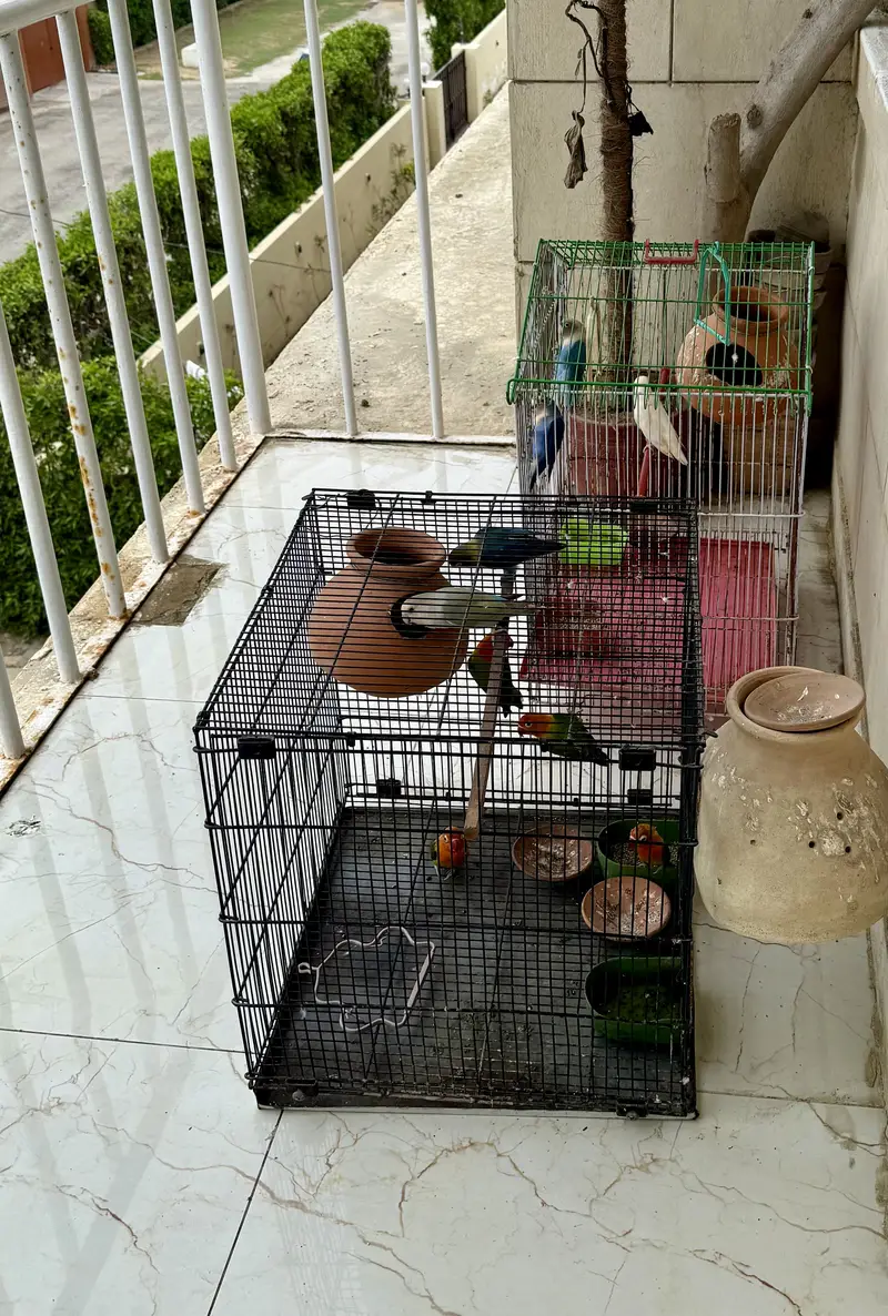 Lovebirds for sale — photo 3
