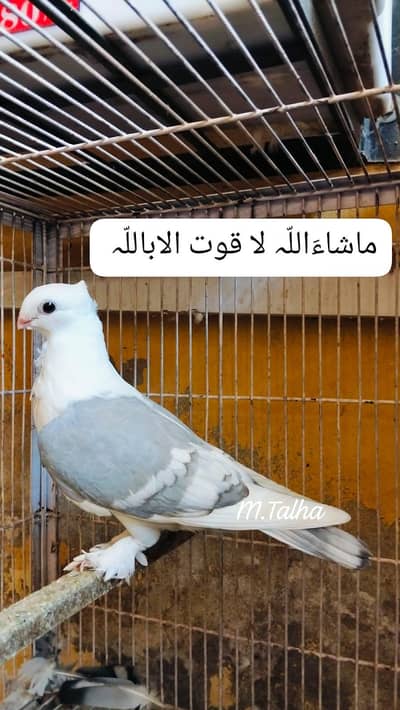 Blue Sentient Female wite bar