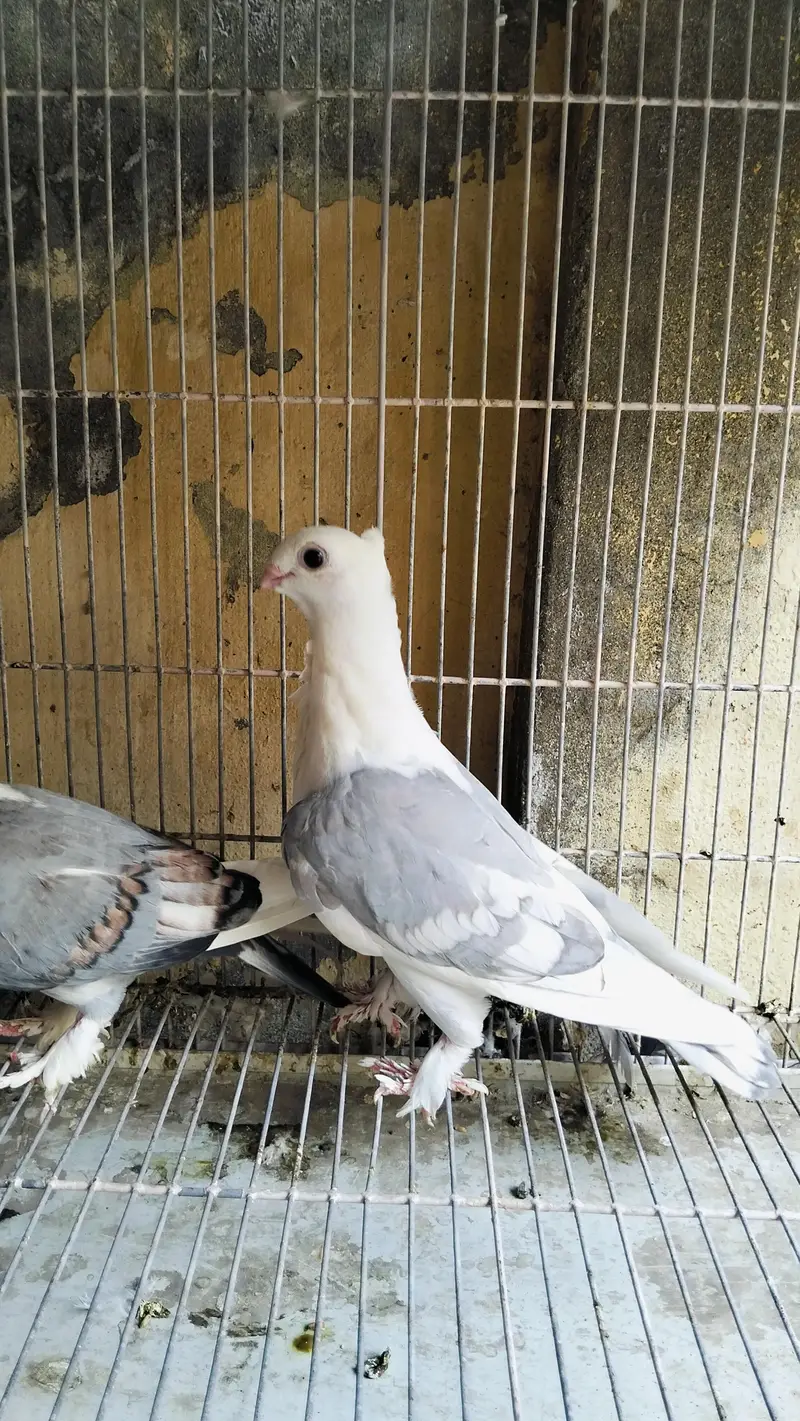 Blue Sentient Female wite bar — photo 2