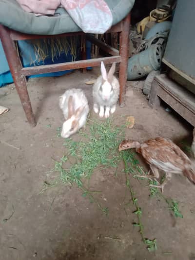 Rabbits for sale
