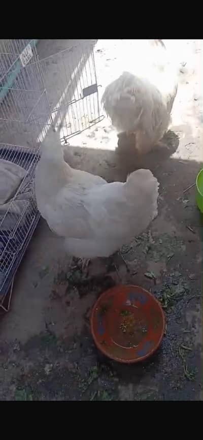White heavy buff daily anda dati hae