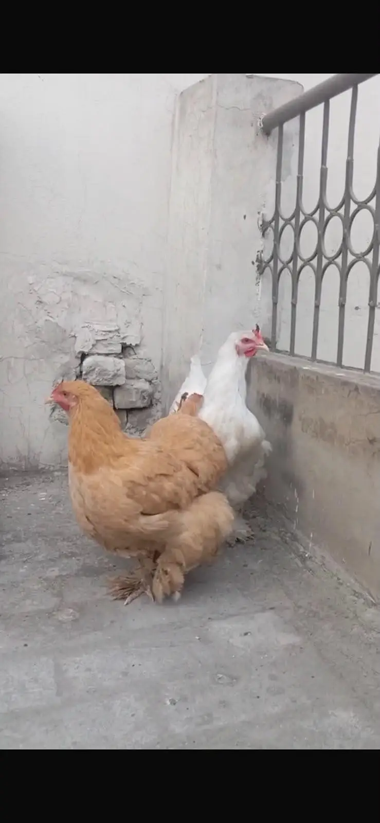 White heavy buff daily anda dati hae — photo 5
