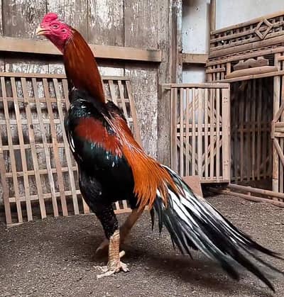 Aseel Murga For Sale