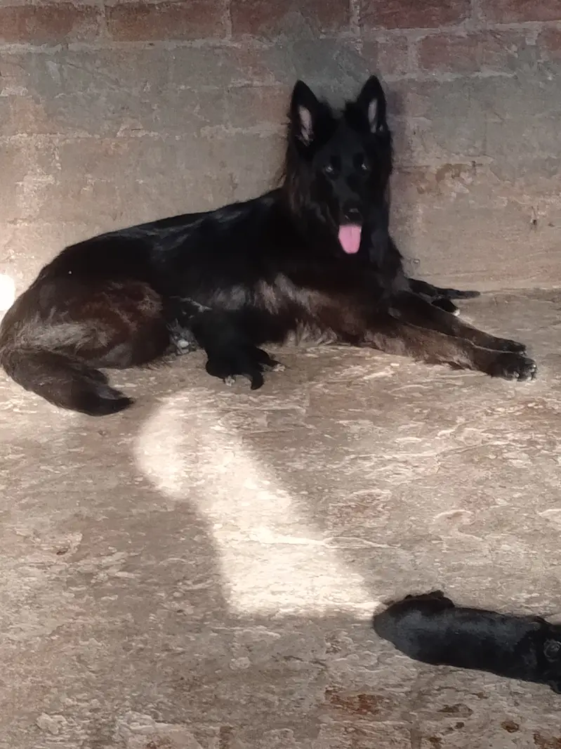 Drago daughter's black shepherd — photo 2