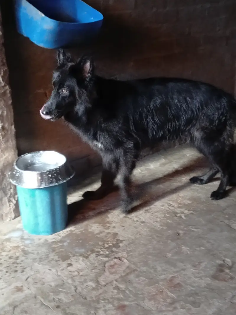 Drago daughter's black shepherd — photo 3