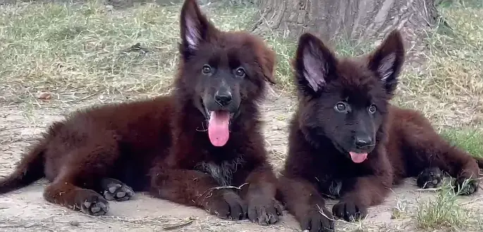 Drago daughter's black shepherd — photo 4