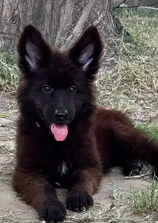 Drago daughter's black shepherd — photo 5