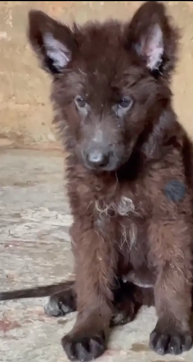 Drago daughter's black shepherd — photo 6