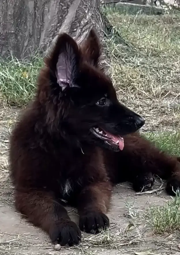 Drago daughter's black shepherd — photo 8